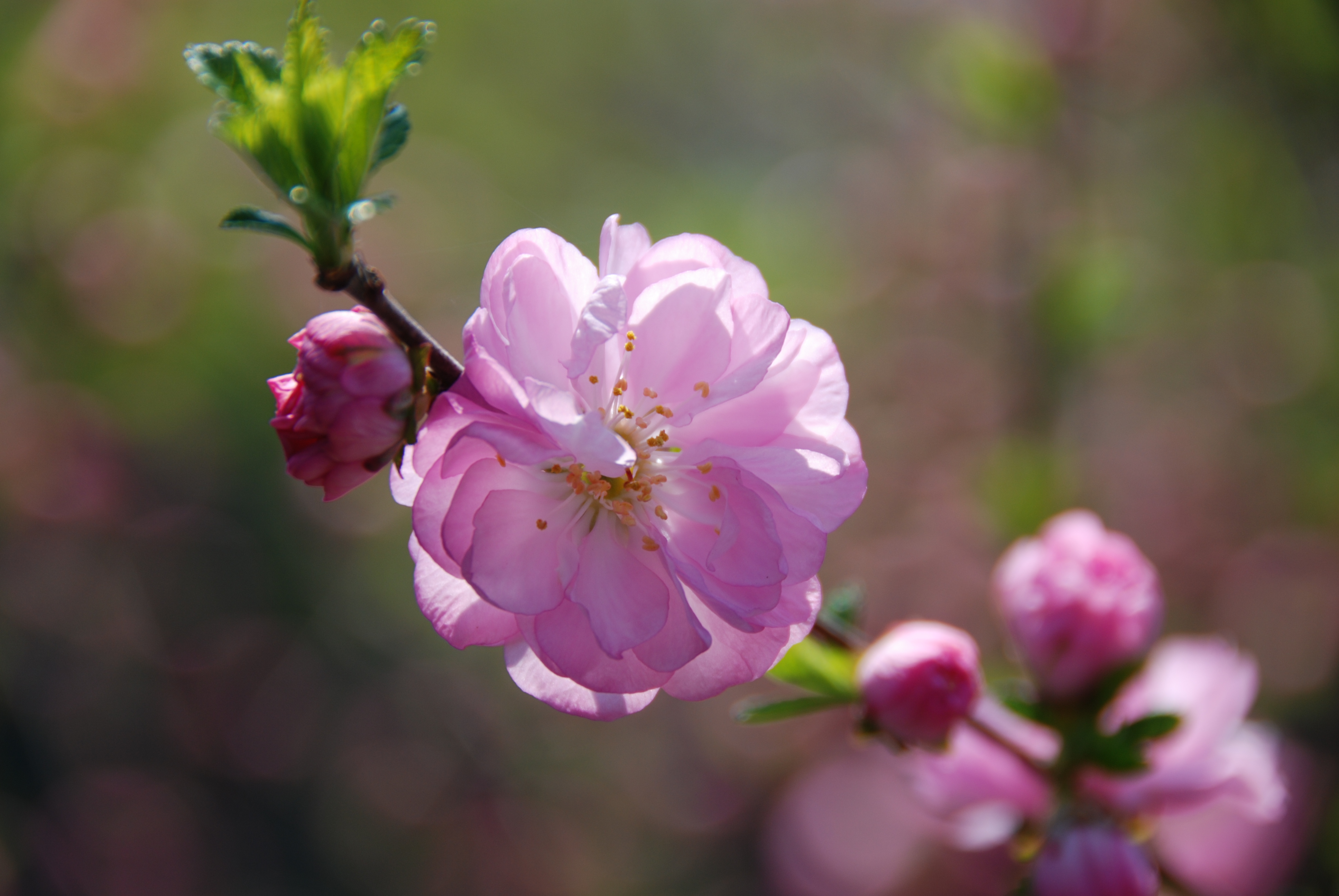 0905sakura5.JPG