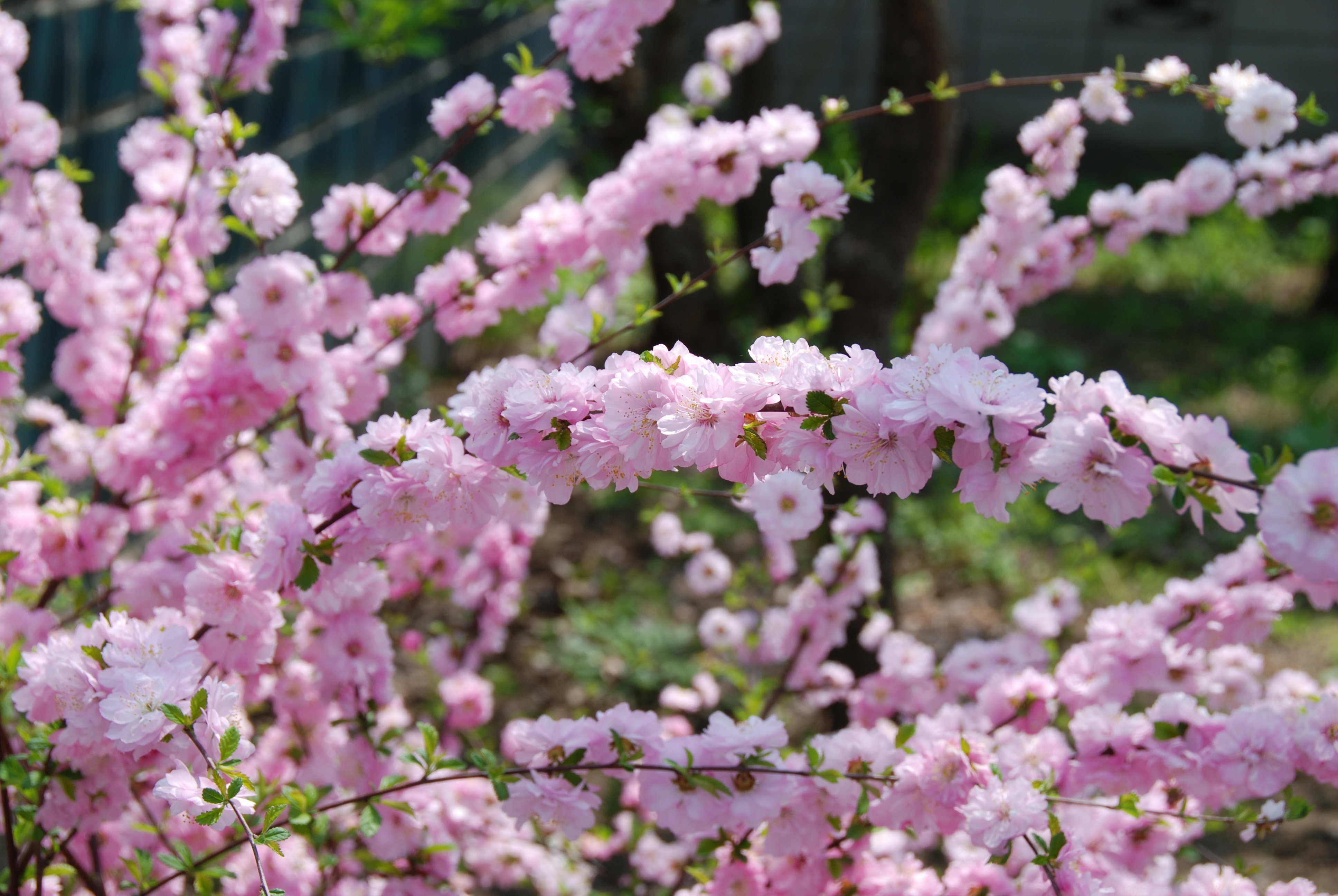 0905sakura3.JPG